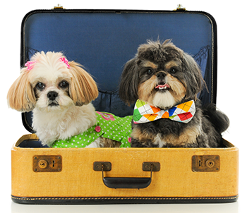 Transport af hunde på flyrejser