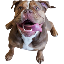Bulldog kigger glad op med tungen ud af munden