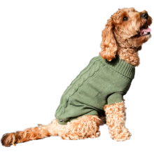 Lysebrun krøllet hund sidder med siden til i en grøn hundesweater