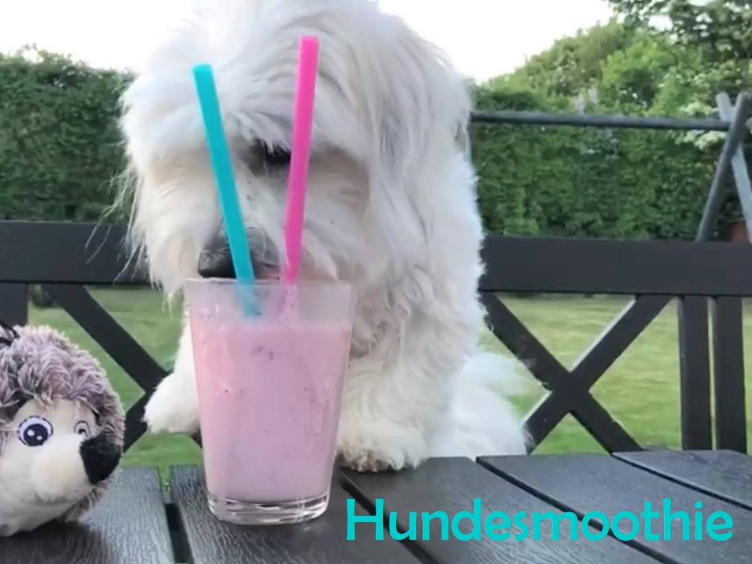 Hundesmoothie