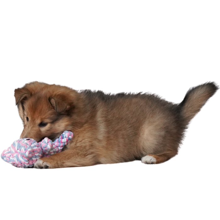 En sød hundehvalp der sidder med et hvalpelegetøj