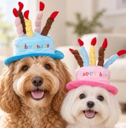 Fødselsdagshat til hunde
