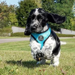 Ollipet sele og line sæt| Mesh | Bowie bruger str. S