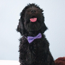 Lilla butterfly til hunde | Labradoodle