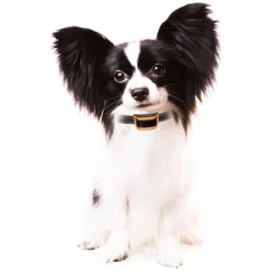 Anti gø halsbånd | mindre hunde