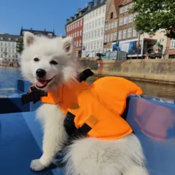 Redningsvest til hvalpe