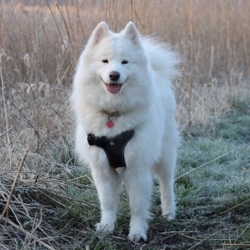 True Love Step in sele | Sort/Pink | Samoyed Aya