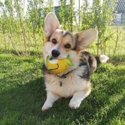 Gubbi | Fisk i latex | Huxi the corgi