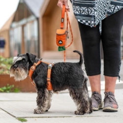 En fin schnauzer i sin orange Comfort walk air sele