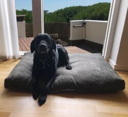 Buster Memory Foam Hundeseng | Labrador