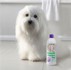 Fantastisk shampoo til hunde med hvid pels som denne Coton de Tulear