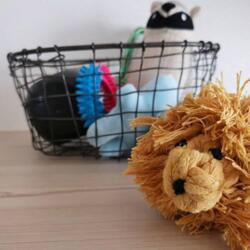 ZooPet Løve | Kundebillede Leopold