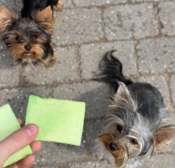 Denta Fun Chewing Chips