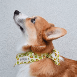Ollipet Frugt Bandana I Kiwi