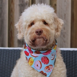 Donut Bandana til hund | OUTLET