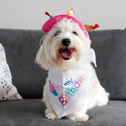 It's my Birthday Bandana