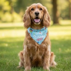 Fødselsdag bandana til hunde