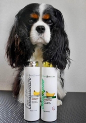 cavalier nyvasket i Iv San Bernard Banan shampoo og con.