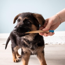 Ollipet Bambus Tandbørste | Hvalpen Jack