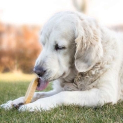 Lækkert tyggeben til din kære hund