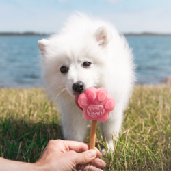 Perfekte hundeis til de varme have