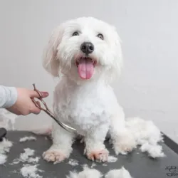 Perfekt til klipning hvor der ønskes runde former