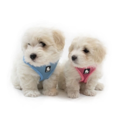 Str. S passer en stor coton hvalp 
Str. XS passer en mindre coton hvalp