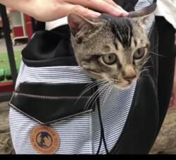 Lovoyager Pet hundetaske