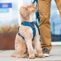 Flot hundesele i blå, perfekt til hunde med lys pels.