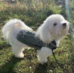 Vinterdækken DogLem - Coton de Tulear str. S