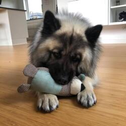 Cabela´s bamse med knudehale