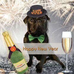 Nytårshat til hunde