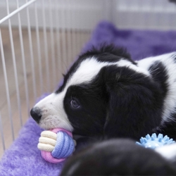 Ollipet Macaron chew rope ball