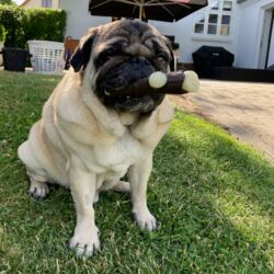 Nylabone Wooden Stick og Ingolf