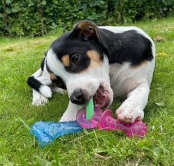 Nylabone Puppy Teething Pacifier