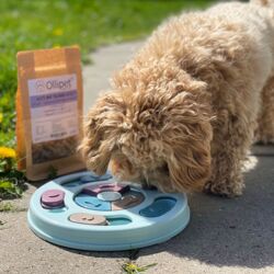 Ollipet Roman Compass Aktivitetsspil | Niveau 1