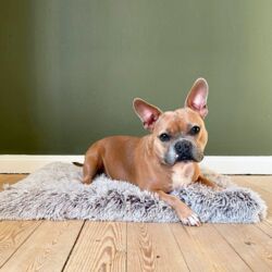 Ollipet Soft cloud 3D madras | Brun I Tulle ligger på en størrelse Large