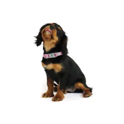 Ollipet Macaron Halsbånd