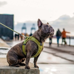 DOG Copenhagen Comfort Walk Go Sele