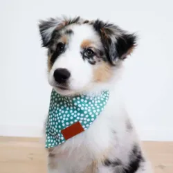 Ollipet Trendy Bandana I Kenai med Green Dots bandana