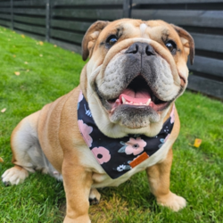 Ollipet Sweet Flower Bandana