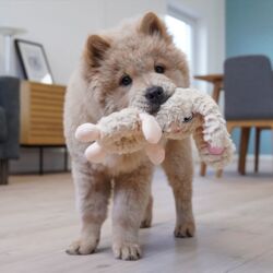 Happy Farm Buddy & Carla