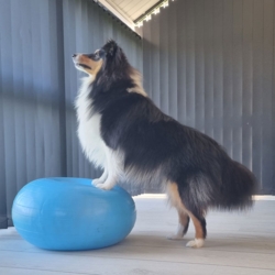 Ollipet DogFit Air - Balance Donut