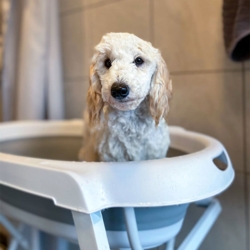 Ollipet Foldbart Badekar m. Stativ | Efter