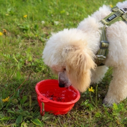 Ollipet Foldbar Madskål  og Koda | Rød