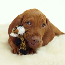 De Vilde Banditter og Kuno