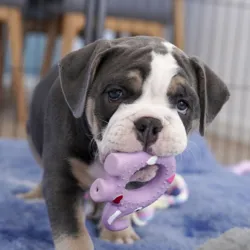 Ollipet elefant