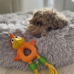 Ollipet Natur Latex Kalle Kalkun