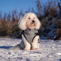 Coton de Tulear i Ollipet Arctic exporer hundefrakke str XL