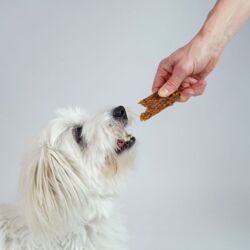 Chicken Jerky | Madonna er helt vild med det